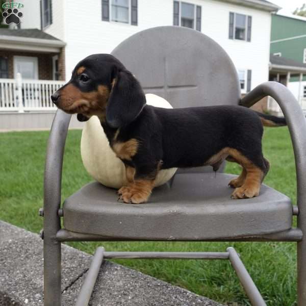 Moe, Dachshund Puppy
